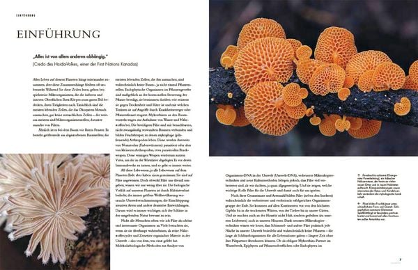 Produktbild: Pilze