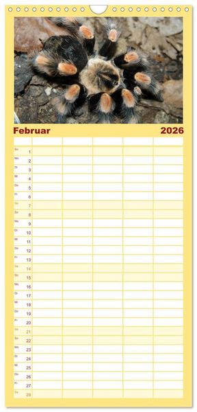 Produktbild: Familienplaner 2026 - Vogelspinnen mit 5 Spalten (Wandkalender, 21 x 45 cm) CALVENDO