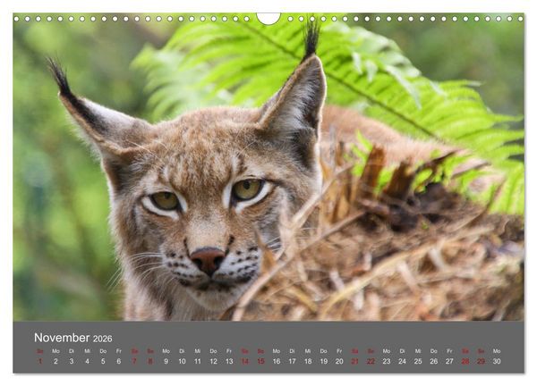 Produktbild: Der Luchs - Hochbeinig, Pinselohren, Backenbart (Wandkalender 2026 DIN A3 quer), CALVENDO Monatskalender
