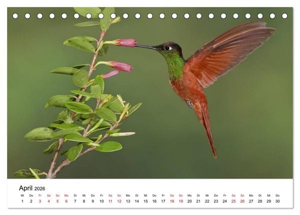 Produktbild: Kolibris - Juwelen der L&uuml;fte (Tischkalender 2026 DIN A5 quer), CALVENDO Monatskalender