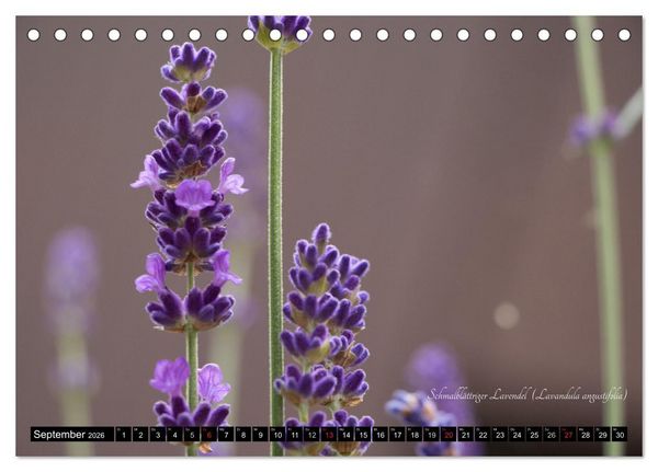 Produktbild: Zierbilder der Natur BLUMEN (Tischkalender 2026 DIN A5 quer), CALVENDO Monatskalender