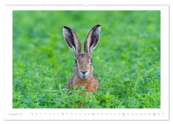 Produktbild: Der Feldhase (Wandkalender 2027 DIN A2 quer), CALVENDO Monatskalender