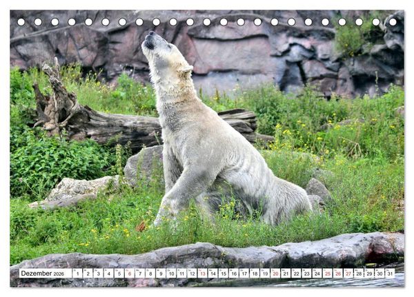 Produktbild: B&auml;ren - Der Eisb&auml;r und der Kamtschatka-Braunb&auml;r (Tischkalender 2026 DIN A5 quer), CALVENDO Monatskalender