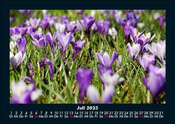 Produktbild: Blumentr&auml;ume 2025 Fotokalender DIN A5
