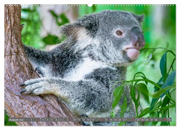 Produktbild: Koalas - Kuscheliges Symbol Australiens (hochwertiger Premium Wandkalender 2026 DIN A2 quer), Kunstdruck in Hochglanz