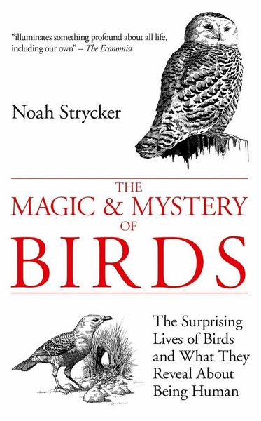 Produktbild: The Magic & Mystery of Birds