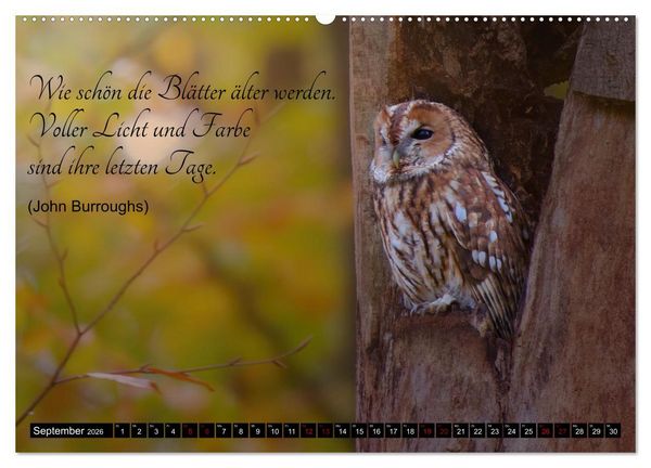 Produktbild: der Waldkauz - Strix Aluco (hochwertiger Premium Wandkalender 2026 DIN A2 quer), Kunstdruck in Hochglanz