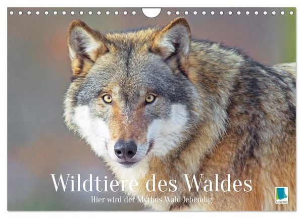 Produktbild: Wildtiere des Waldes: Hier wird der Mythos Wald lebendig (Wandkalender 2026 DIN A4 quer), CALVENDO Monatskalender