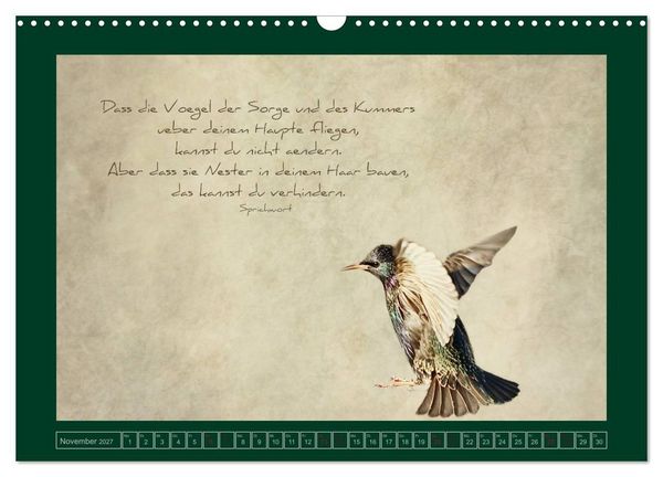 Produktbild: Stare und Weisheiten (Wandkalender 2027 DIN A3 quer), CALVENDO Monatskalender