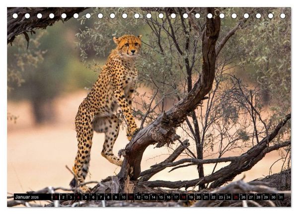 Produktbild: Safari durch das S&uuml;dliche Afrika (Tischkalender 2026 DIN A5 quer), CALVENDO Monatskalender