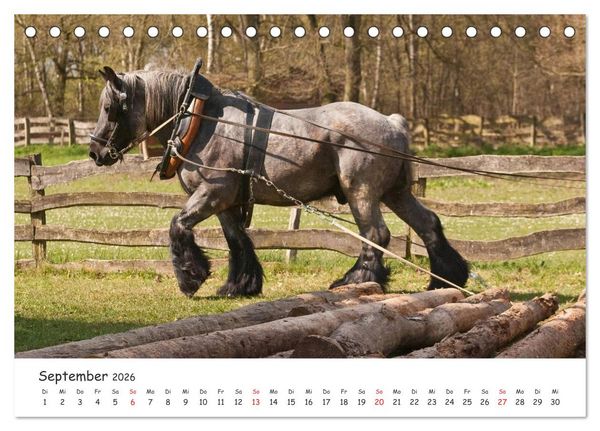 Produktbild: Kaltblut - schwere Pferde mit Herz (Tischkalender 2026 DIN A5 quer), CALVENDO Monatskalender