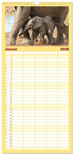 Produktbild: Familienplaner 2026 - Afrikas Tierwelt: Elefantenbabys mit 5 Spalten (Wandkalender, 21 x 45 cm) CALVENDO
