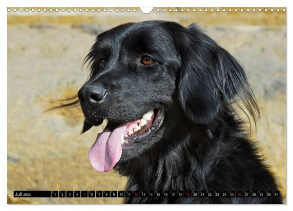 Produktbild: Mein bester Freund - Der Hovawart (Wandkalender 2026 DIN A3 quer), CALVENDO Monatskalender