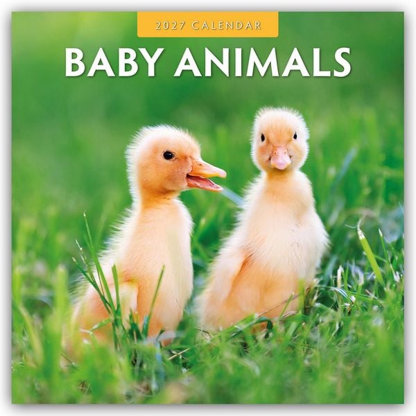 Produktbild: Baby Animals &ndash; Tierkinder &ndash; Tierbabys 2027 &ndash; 16-Monatskalender
