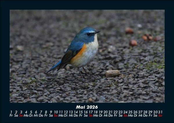 Produktbild: Vogelparadies 2026 Fotokalender DIN A5