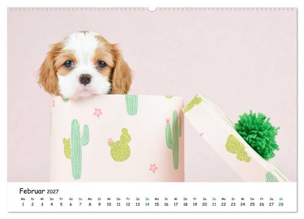 Produktbild: Baby Pfoten (hochwertiger Premium Wandkalender 2027 DIN A2 quer), Kunstdruck in Hochglanz