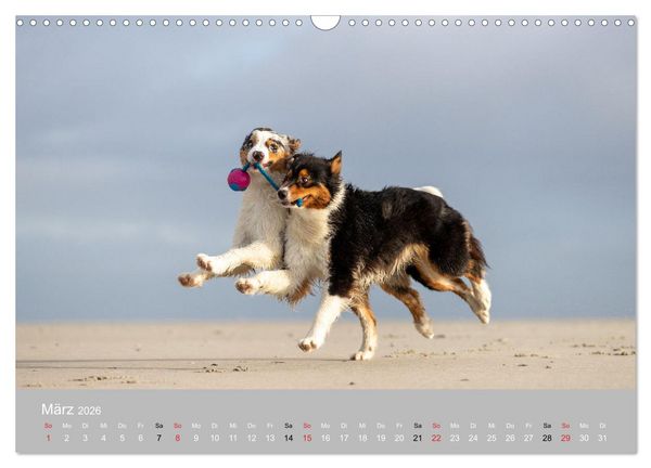 Produktbild: Australian Shepherd 2026 (Wandkalender 2026 DIN A3 quer), CALVENDO Monatskalender