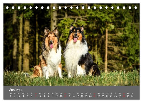Produktbild: Einmal Collie - immer Collie (Tischkalender 2026 DIN A5 quer), CALVENDO Monatskalender