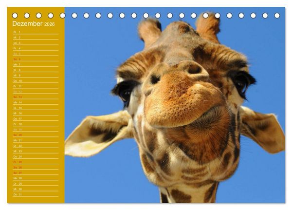 Produktbild: Giraffen / Geburtstagskalender (Tischkalender 2026 DIN A5 quer), CALVENDO Monatskalender