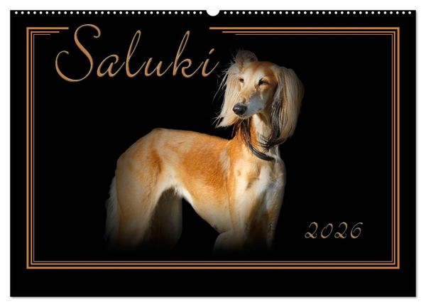 Saluki 2026 (Wandkalender 2026 DIN A2 quer), CALVENDO Monatskalender