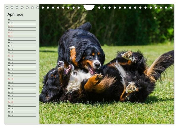 Produktbild: Berner Sennenhunde in Action (Wandkalender 2026 DIN A4 quer), CALVENDO Monatskalender