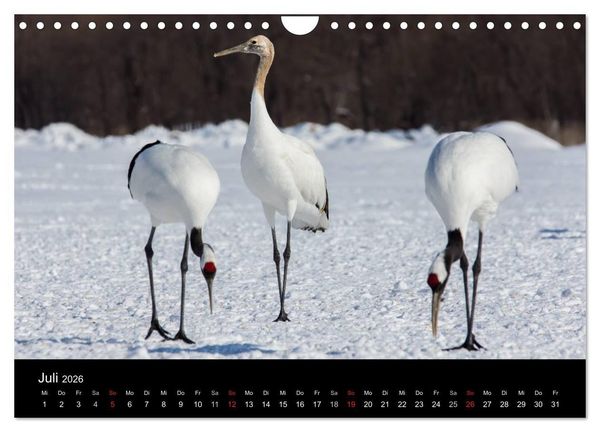 Produktbild: Mandschurenkraniche (Wandkalender 2026 DIN A4 quer), CALVENDO Monatskalender