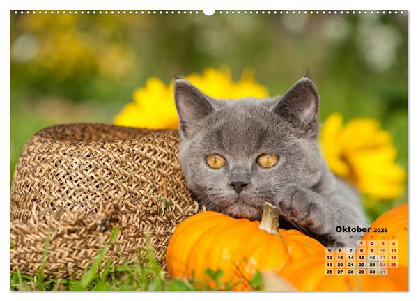 Produktbild: Katzen im Gr&uuml;nen (Wandkalender 2026 DIN A2 quer), CALVENDO Monatskalender