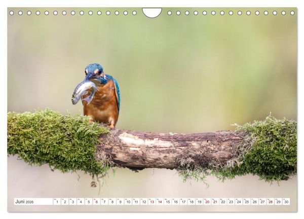 Produktbild: Der blaue Diamant - Fotos vom Eisvogel (Wandkalender 2026 DIN A4 quer), CALVENDO Monatskalender