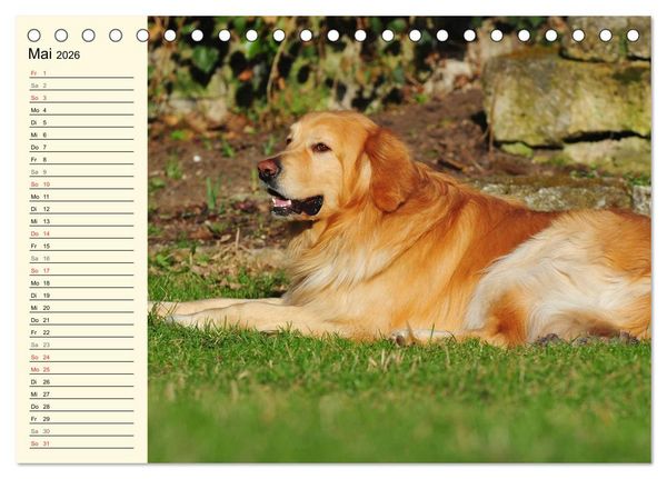 Produktbild: Mein bester Freund - Der Hovawart (Tischkalender 2026 DIN A5 quer), CALVENDO Monatskalender