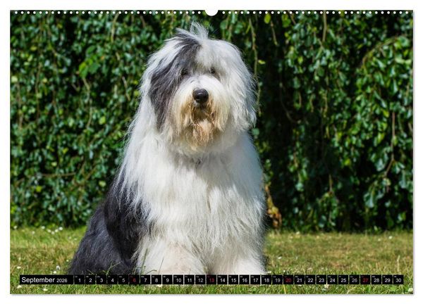 Produktbild: Traumhund Bobtail (Wandkalender 2026 DIN A2 quer), CALVENDO Monatskalender
