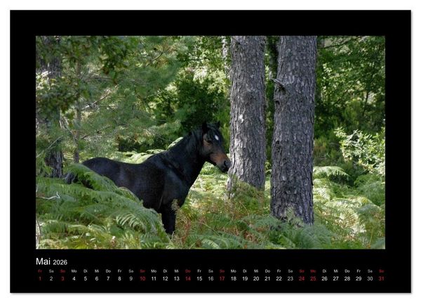 Produktbild: Garranos - Bedrohte Wildpferde Europas (Tischkalender 2026 DIN A5 quer), CALVENDO Monatskalender