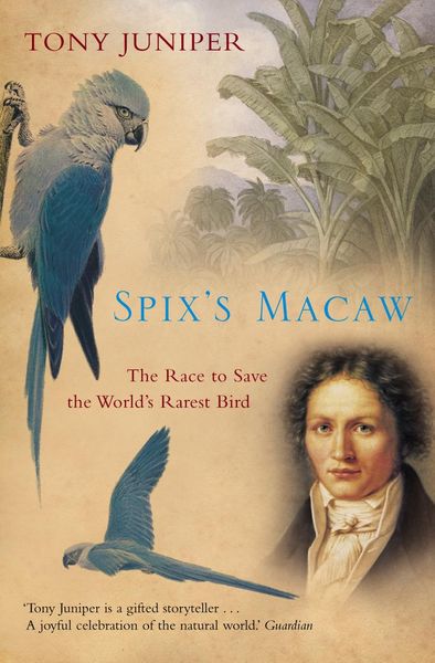 Produktbild: Spix's Macaw