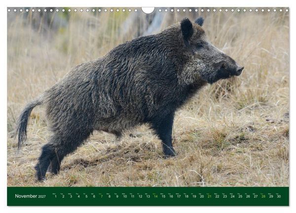 Produktbild: Wild Boars (Wall Calendar 2027 DIN A3 landscape), CALVENDO 12 Month Wall Calendar