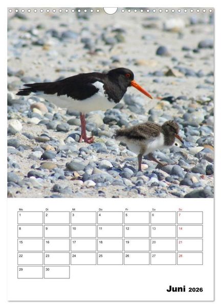 Produktbild: Einzigartige Insel Helgoland (Wandkalender 2026 DIN A3 hoch), CALVENDO Monatskalender