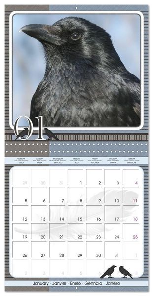 Produktbild: Saar, I: Crows. Portraits of Intelligence. Cleverly schedule