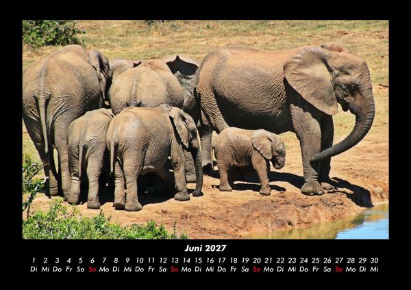 Produktbild: Der Elefantenkalender 2027 Fotokalender DIN A3