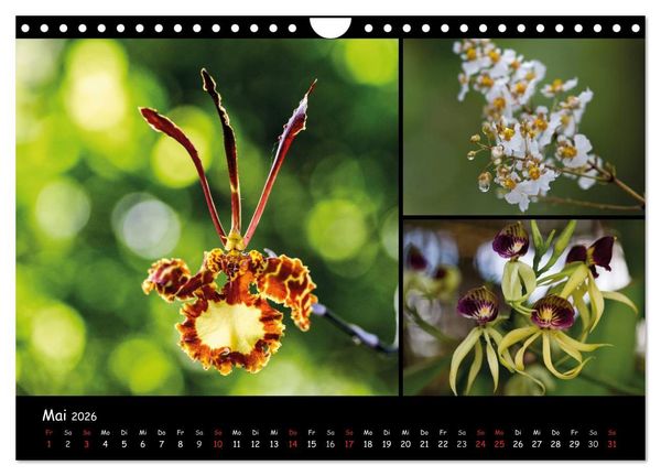 Produktbild: Dominikanische Republik Land & Leute (Wandkalender 2026 DIN A4 quer), CALVENDO Monatskalender