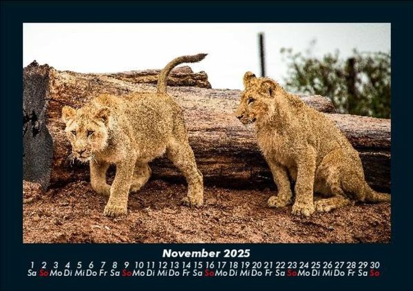 Produktbild: Welt der Tiere 2025 Fotokalender DIN A5