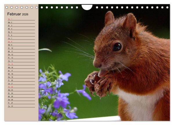 Produktbild: Eichh&ouml;rnchen. Wo sind blo&szlig; die N&uuml;sse? (Wandkalender 2026 DIN A4 quer), CALVENDO Monatskalender