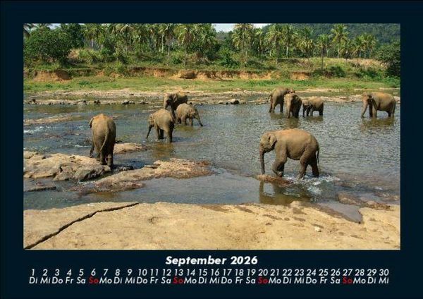 Produktbild: Elefanten - Die sanften Riesen Afrikas 2026 Fotokalender DIN A5