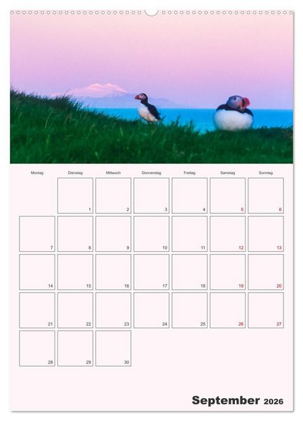 Produktbild: Papageitaucher Monatsplaner (hochwertiger Premium Wandkalender 2026 DIN A2 hoch), Kunstdruck in Hochglanz
