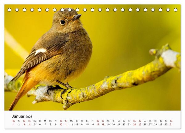 Produktbild: V&ouml;gel - Die K&ouml;nige der L&uuml;fte (Tischkalender 2026 DIN A5 quer), CALVENDO Monatskalender