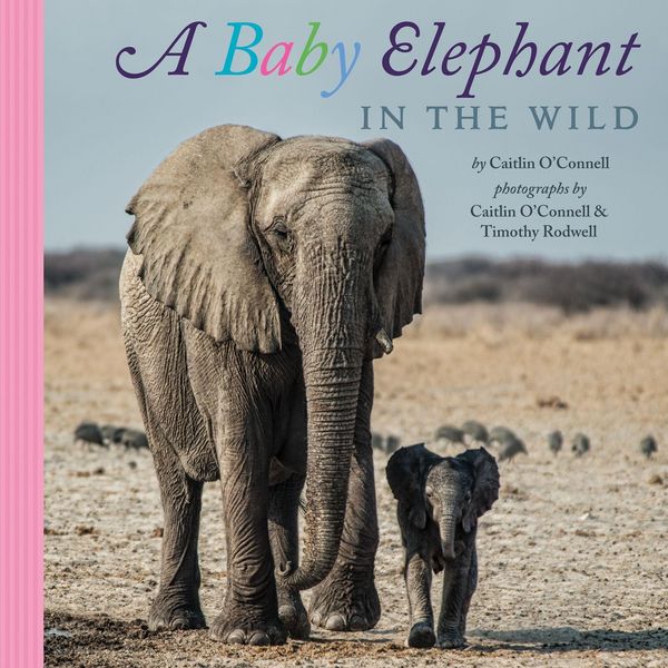 Produktbild: A Baby Elephant in the Wild