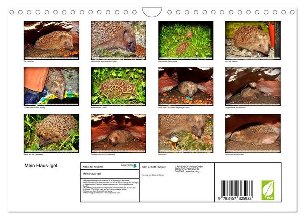 Produktbild: Mein Haus-Igel (Wandkalender 2026 DIN A4 quer), CALVENDO Monatskalender