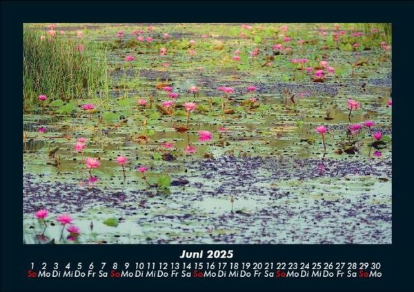 Produktbild: Rosen-Kalender 2025 Fotokalender DIN A5