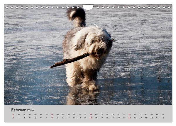 Produktbild: Ein Bobtail namens Miles (Wandkalender 2026 DIN A4 quer), CALVENDO Monatskalender