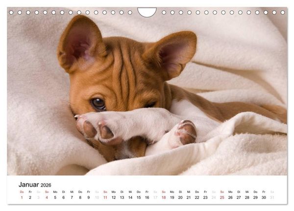 Produktbild: Bezaubernde Basenji-Welpen (Wandkalender 2026 DIN A4 quer), CALVENDO Monatskalender