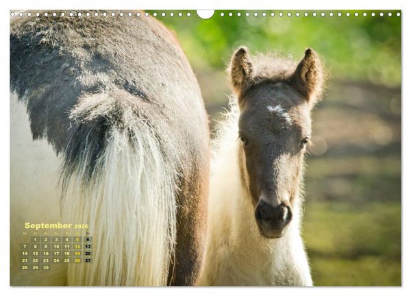 Produktbild: Wunderbare Fohlen (Wandkalender 2026 DIN A3 quer), CALVENDO Monatskalender