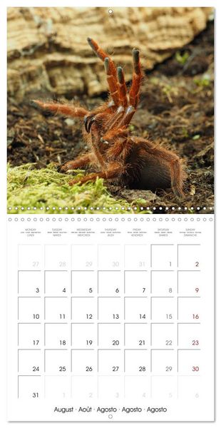 Produktbild: Spider synphony (Wall Calendar 2026 12 &times; 12 Inch) CALVENDO 12 Month Wall Calendar
