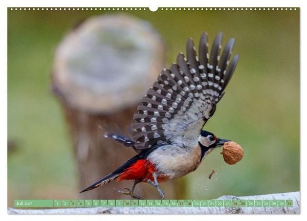 Produktbild: Buntspechte im Flug (hochwertiger Premium Wandkalender 2027 DIN A2 quer), Kunstdruck in Hochglanz